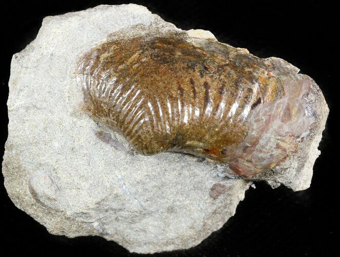 Cretaceous Fossil Clam - South Dakota #46883